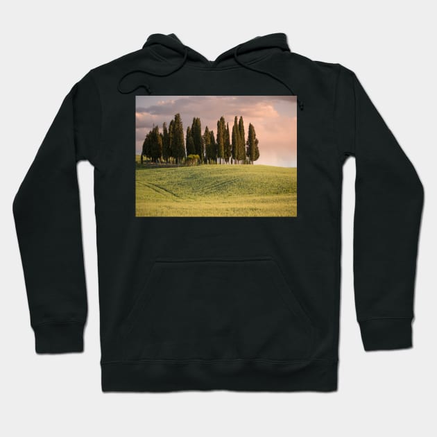 Group of cypress trees in Tuscan landscape Hoodie by Dolfilms